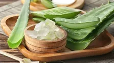 خواص درمانی گیاه «سنا» از دیدگاه طب سنتی