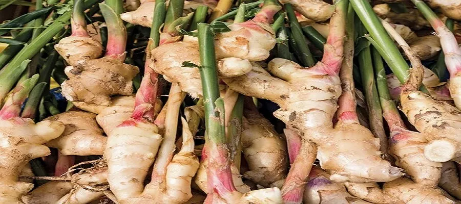 خواص درمانی «زنجبیل» از دیدگاه طب سنتی