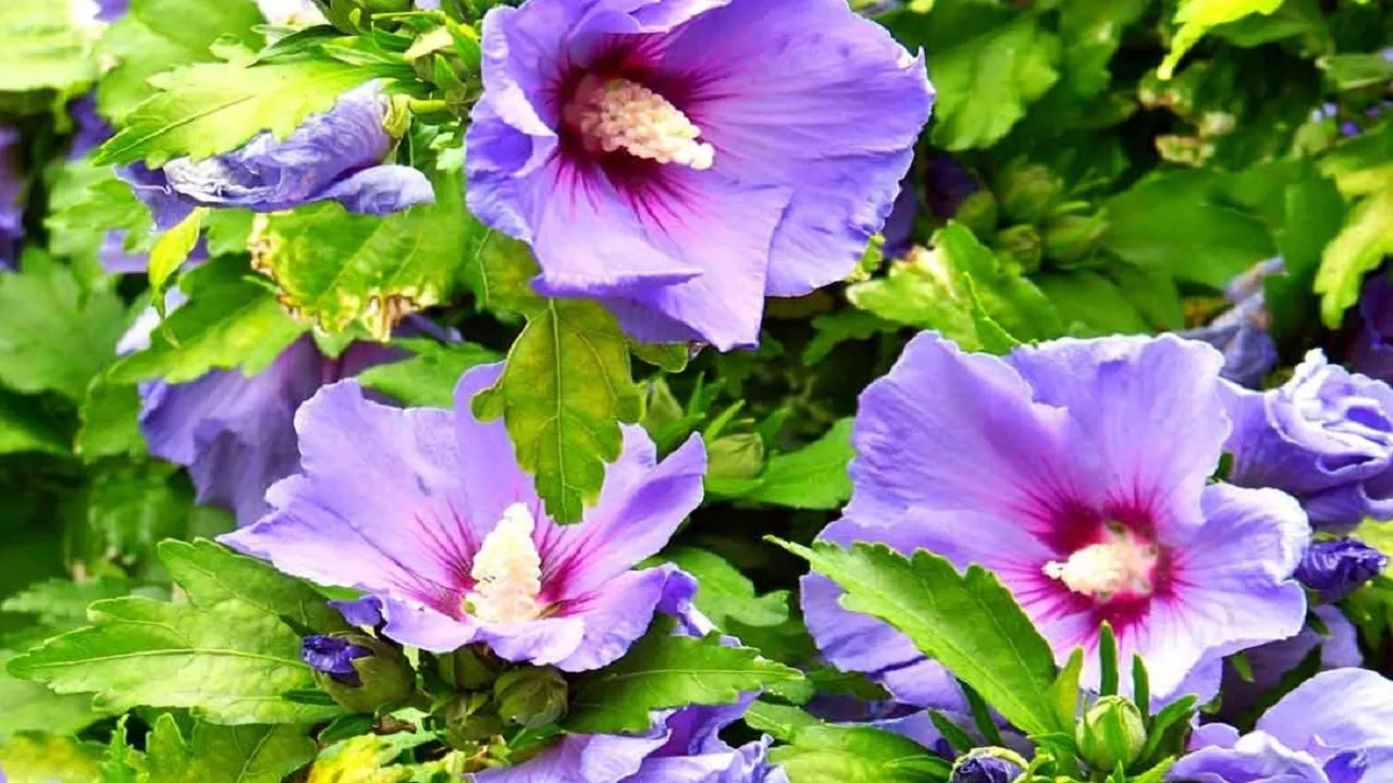 گلی با خواص شفابخشی