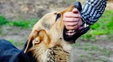 آنچه باید درباره خفاش‌ها و هاری بدانید