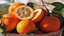 چربی زیاد، دشمن پنهان روده‌ها!