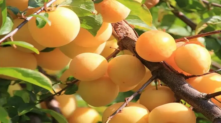 آلو ژاپنی در پیشگیری از فشارخون و بیماری‌های قلبی موثر است