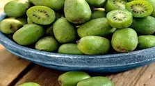 ایمونوتراپی پیش از کمورادیوتراپی در سرطان ریه؛ مطالعه AFT-16 چه می‌گوید؟
