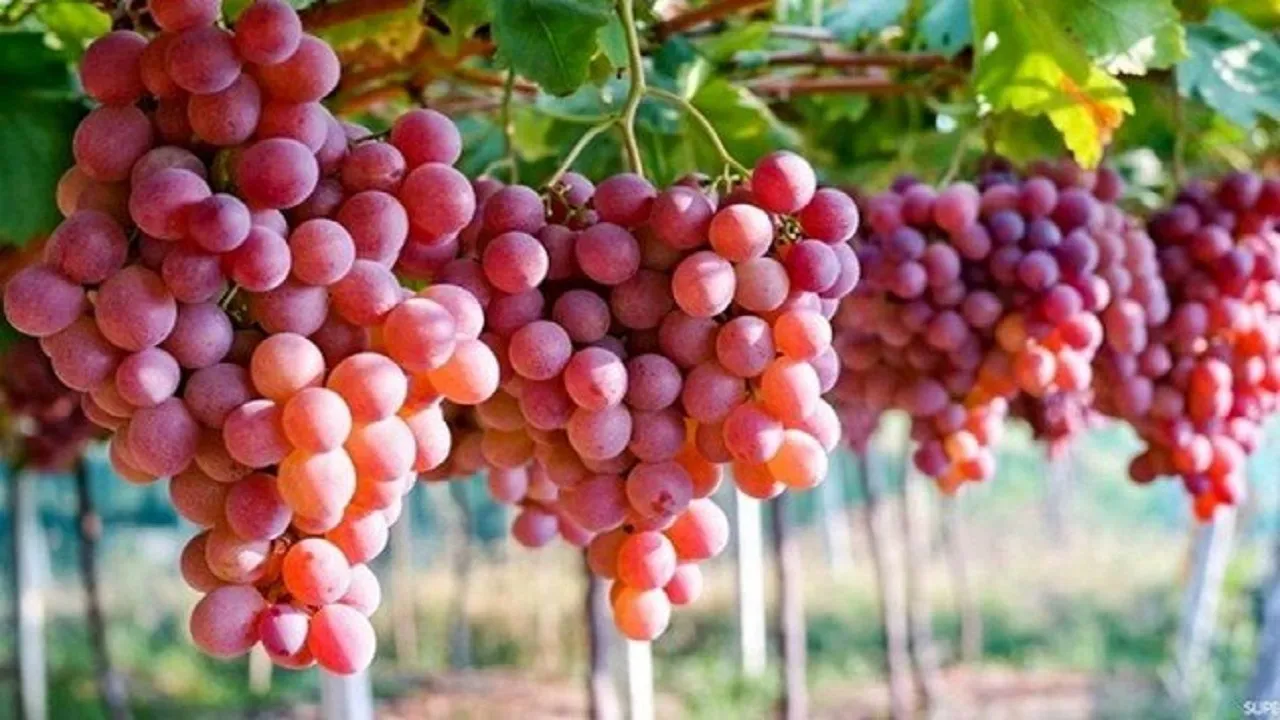 میوه بهشتی برای سلامت قلب و مغز
