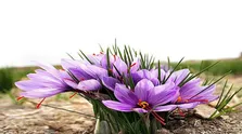 کبد چرب منجر به سرطان کبد می شود؟