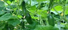 با عرق یونجه کم‌خونی و ضعف را درمان کنید