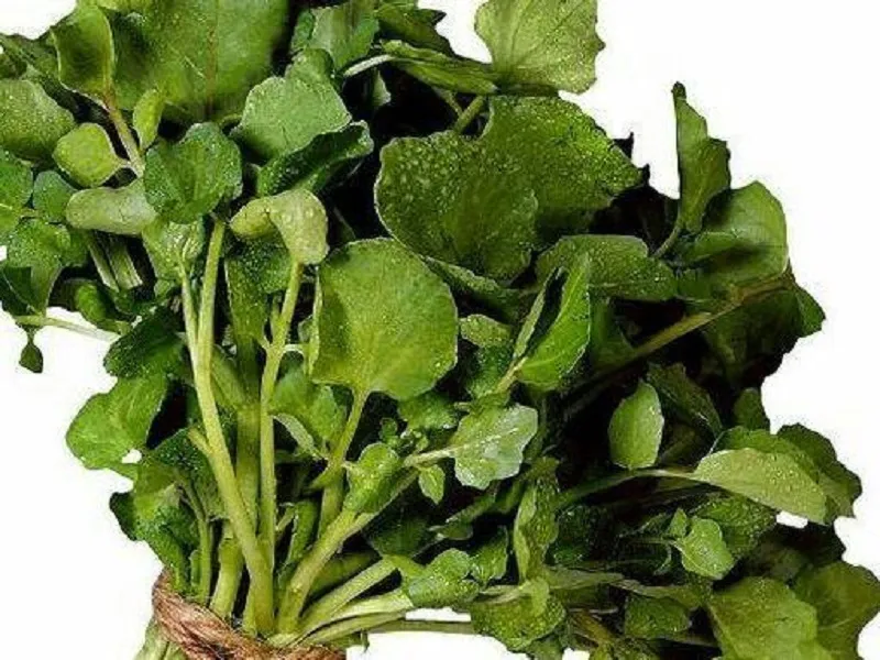 علف چشمه، گیاهی سرشار از کلسیم