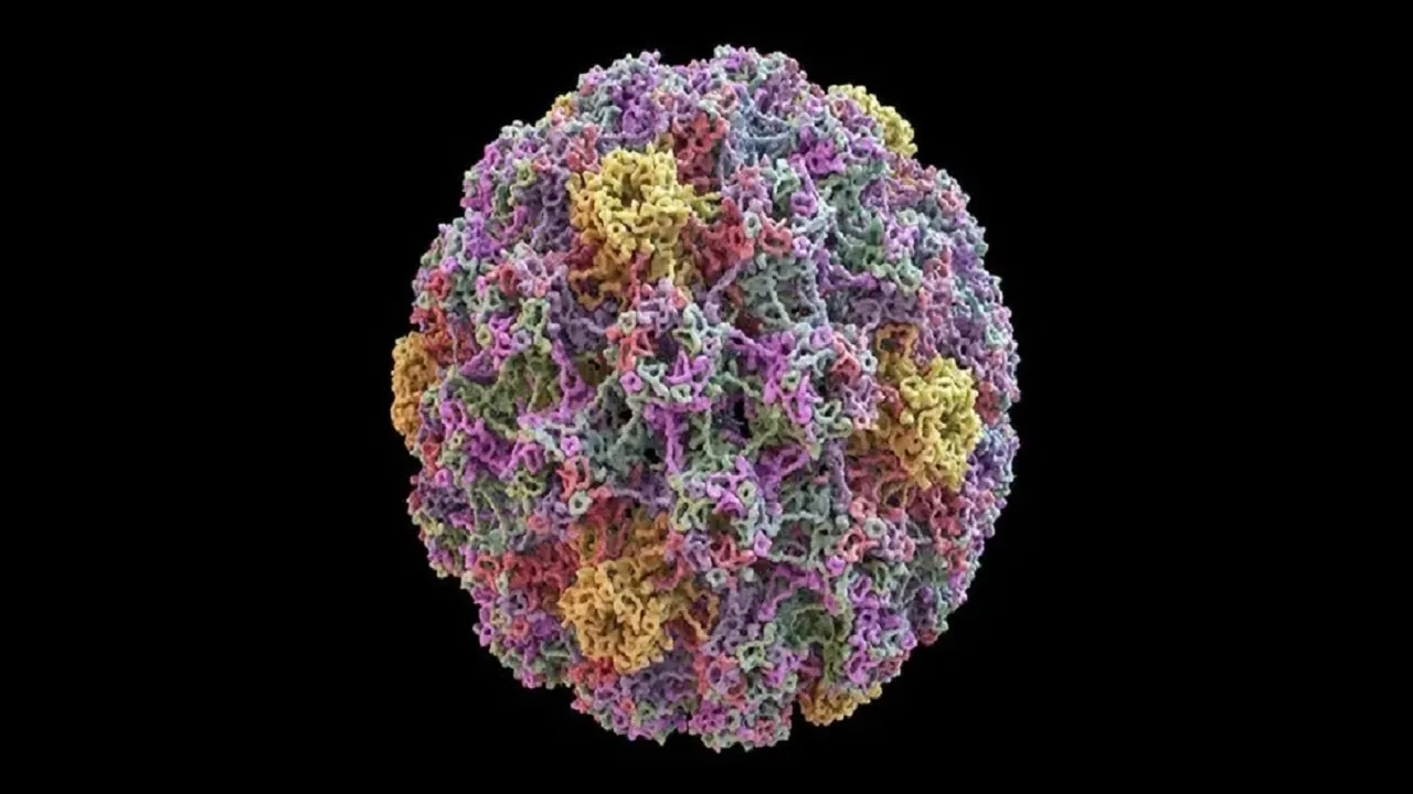 کدام سرطان‌ها با ویروس HPV مرتبط هستند ؟