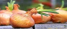 این مواد غذایی آلرژی بهاری را کاهش می‌دهد