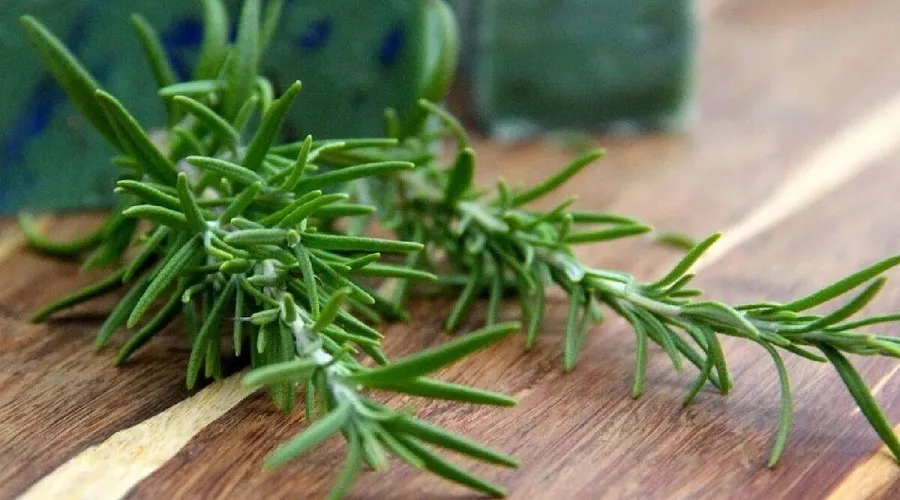 استفاده از سبزی معطر برای مبارزه با سرطان