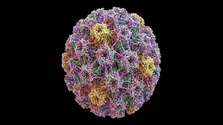 افزایش شیوع HPV و نیاز به واکسن گاردسیل یک واجب!
