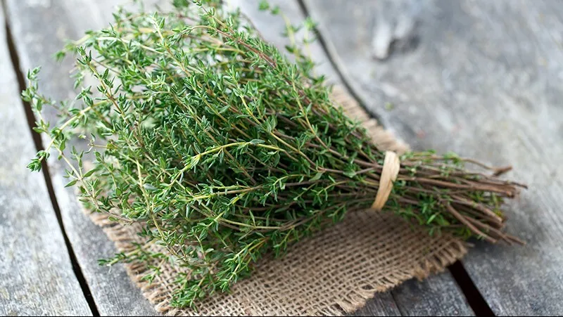 چه کسانی باید از مصرف آویشن پرهیز کنند؟