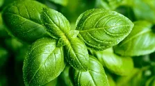 داروی جدید تزریقی که از ابتلا به کووید شدید پیشگیری می کند