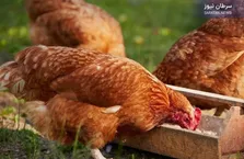 شیوع آنفلوانزای پرندگان در آمریکا