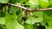 یک ماده غذایی پروتئینی و خون‌ساز
